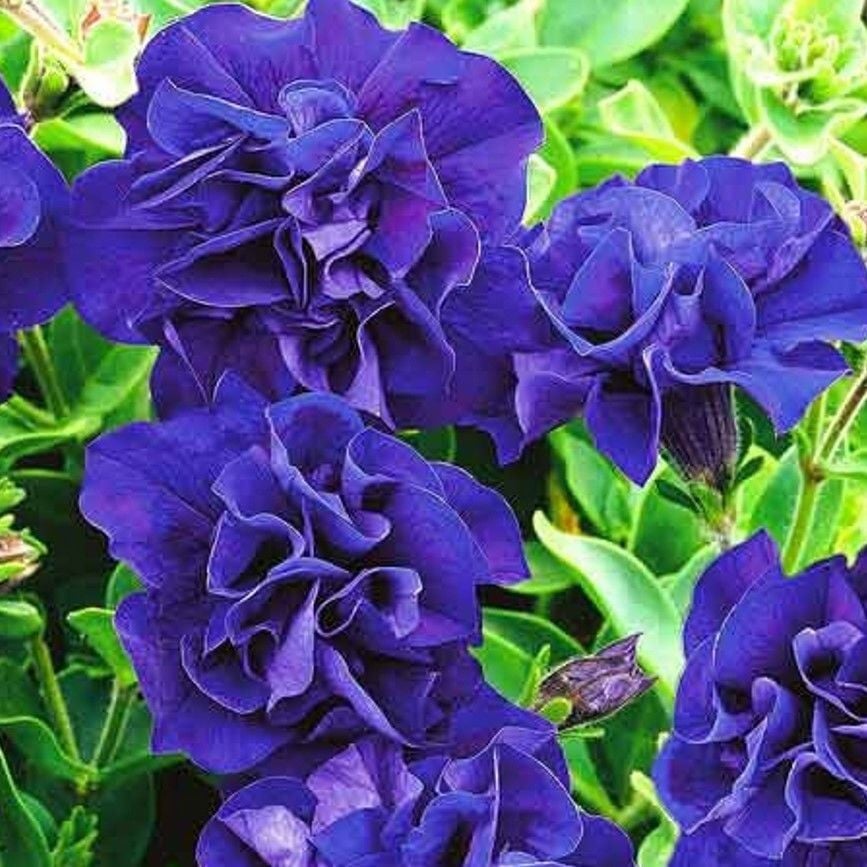 Tumbelina Belinda Kokulu Katmerli Sarkıcı Petunya Çiçeği Fidesi (1 Adet)