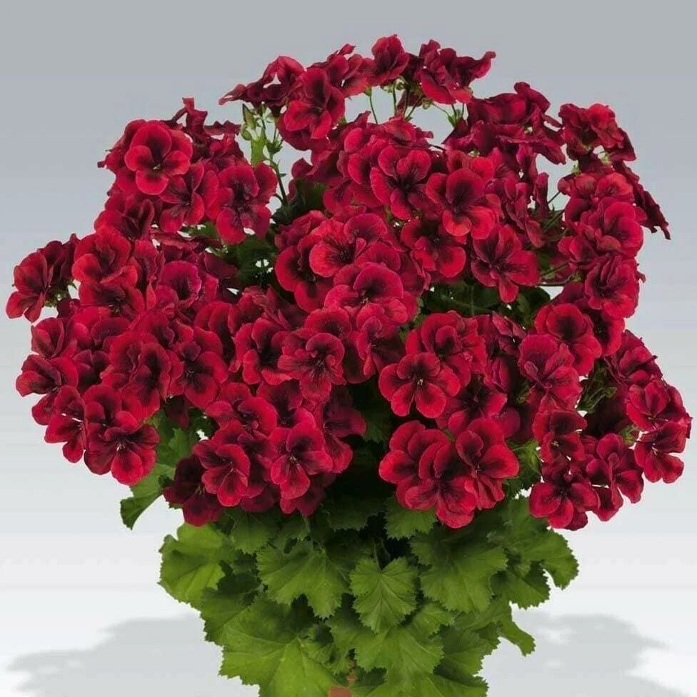 Clarion Dark Red Koyu Kırmızı Çiçekli Sardunya Canan Çiçeği Fidesi (1 Adet)