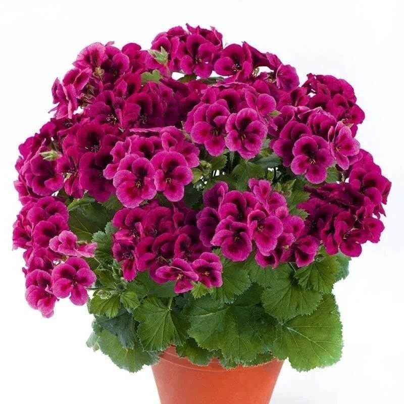 Clarion Violet Menekşe Çiçekli Sardunya Canan Çiçeği Fidesi (1 Adet)