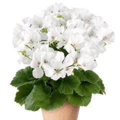 Clarion White Beyaz Çiçekli Sardunya Canan Çiçeği Fidesi (1 Adet)