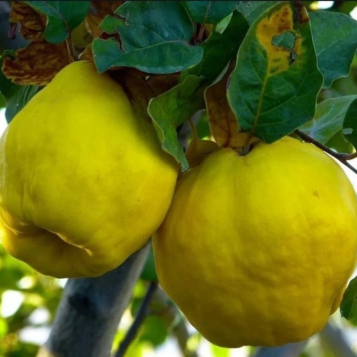 Tüplü Aşılı Tam Bodur Verimli Leziz Ekmek Ayva Fidanı