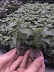 Nadir XXL Çiçekli Marbeller Magenta Purple Rain Küpe Çiçeği Fidesi (1 Adet)