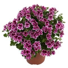 Melek Gözü Pac Angeleyes Randy Sardunya Canan Fidesi (1 Adet)