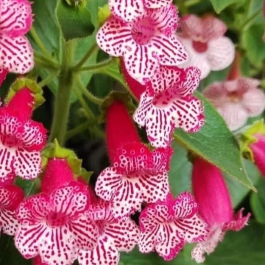 Frances Kohleria Japon Küpelisi Çiçeği Fidesi (Mini Potta)