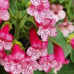 Frances Kohleria Japon Küpelisi Çiçeği Fidesi (Mini Potta)