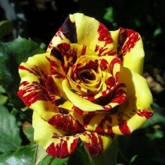 Tüplü Yediveren Sihirbaz(Abrakadabra) Gül Fidanı (3-4 Yaş Büyük Saksıda)