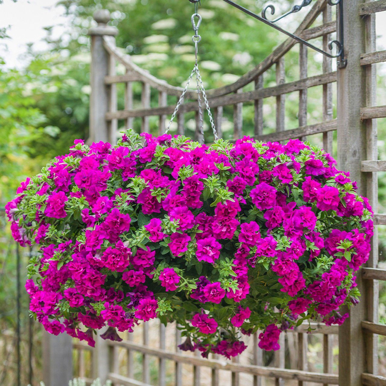 Tumbelina Savanna Kokulu Katmerli Sarkıcı Superstar Petunya Çiçeği Fidesi (1 Adet)