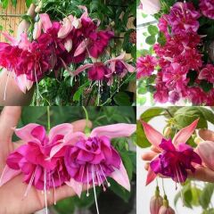 XXL İri Ç.çekli Bella Rosella Küpe Çiçeği Fidesi(1 Adet)