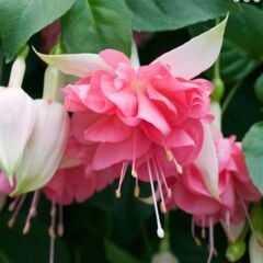 Nadir Peachy XXL İri Çiçekli Küpe Çiçeği Fidesi (1 Adet)