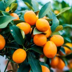 Tüplü Aşılı Saksılık Nagami Oval Kamkat Fidanı (50-70 cm)