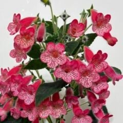 Manchu Kohleria Japon Küpelisi Çiçeği Fidesi (Mini Saksıda)