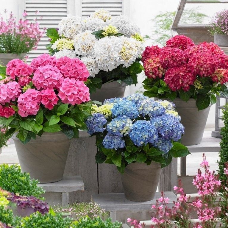 Mixed Karışık XL İri Çiçekli Ortanca Çiçeği Fidesi (3 Adet)