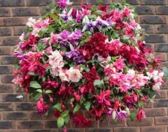 Sarkan İri Çiçekli Fuchusia Karışık Küpeli Küpe Çiçeği Fidesi (10 Adet)