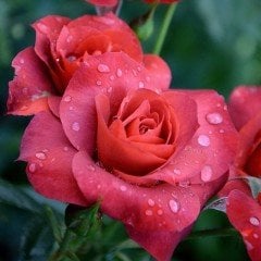 Tüplü Lady Rose Kokulu Gül Fidanı