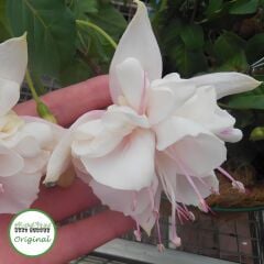 XXL İri Çiçekli White King Beyaz Küpeli Çiçeği Fidesi (1 Adet)