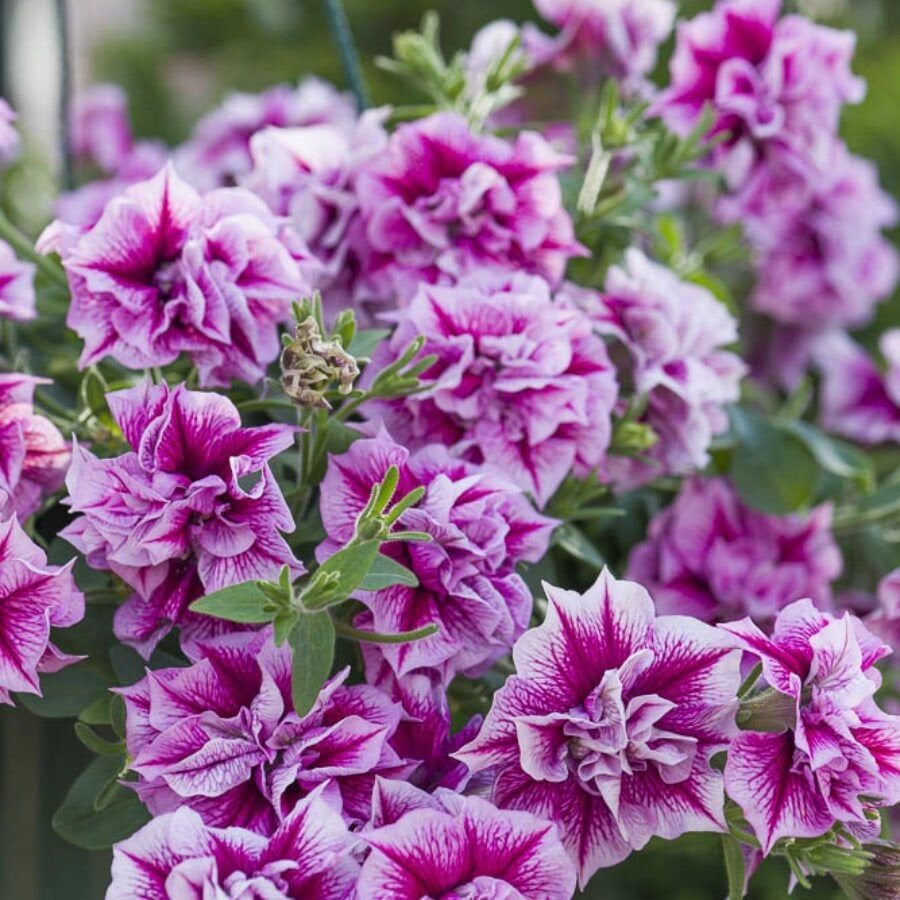 Tumbelina Helena Kokulu Katmerli Sarkıcı Petunya Çiçeği Fidesi (1 Adet)