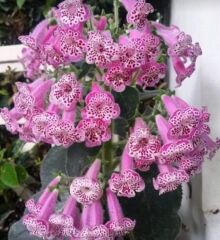 Nis Elvira Kohleria Japon Küpelisi Çiçeği Fidesi (Mini Saksıda)