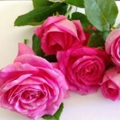 Tüplü Yediveren Kokulu Reçellik Isparta Gül 3-4 Yaş (100-150 cm) Fidanı