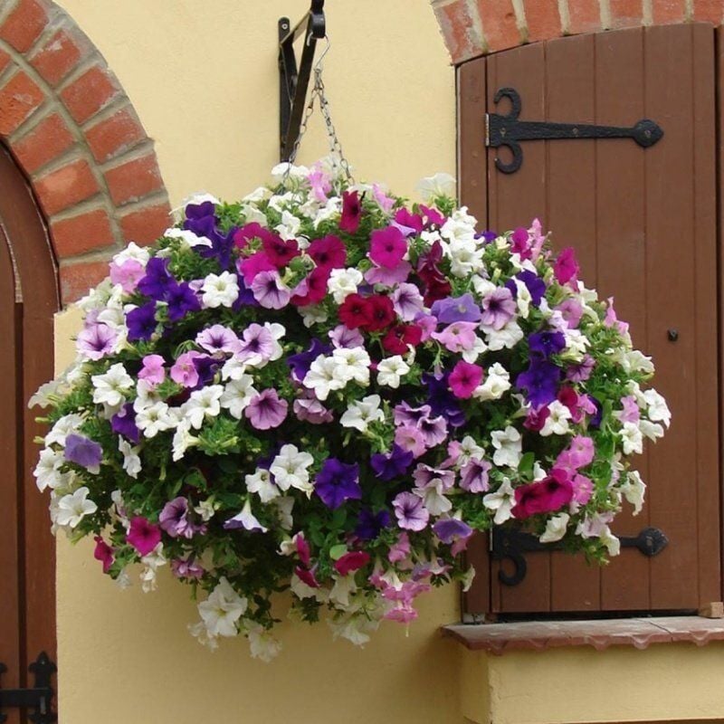 Potunia Plus Serisi Mixed Petunya Fidesi (5 Adet)