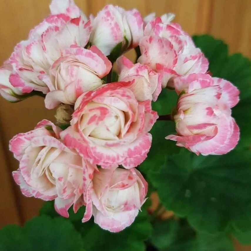 Denise Appleblossom Gül Sardunya Çiçeği Fidesi (1 Adet)