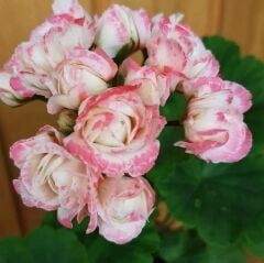 Denise Appleblossom Gül Sardunya Çiçeği Fidesi (1 Adet)