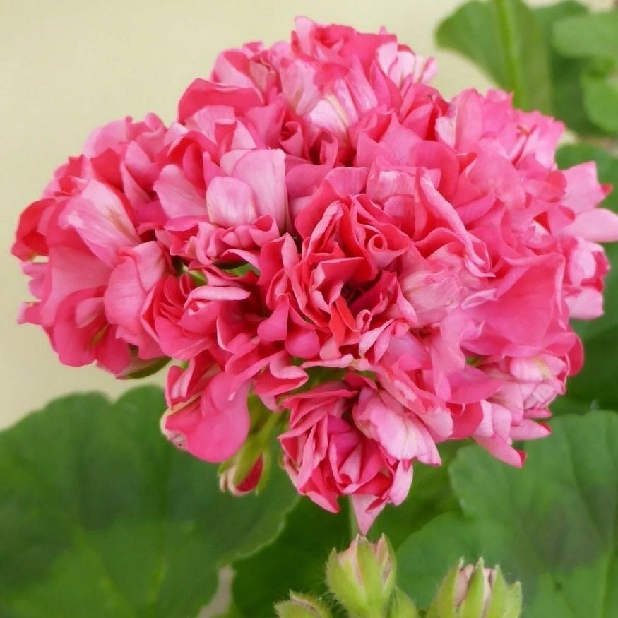 Sister Henry Katlı Çiçekli Olan Gül Sardunya Çiçeği Fidesi (1 Adet)