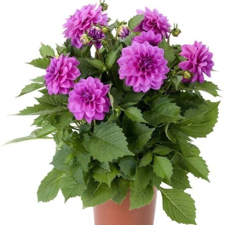 İri Çiçekli Lubega Power Lavender Dahlia Çiçeği Fidesi (1 Adet)