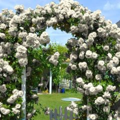 Tüplü Yediveren Kokulu White Quen Sarmaşık Gül Fidanı