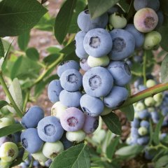 Tüplü Aromalı Brigitta Yaban Mersini Fidesi 5-15 Cm (3 Adet)