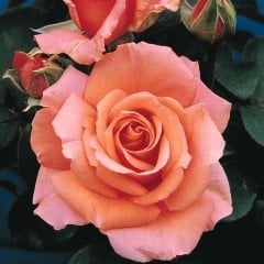 Tüplü Yediveren Somon Meryem Gül Fidanı