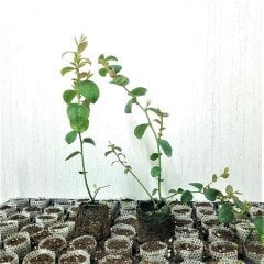 Tüplü Aromalı Brigitta Yaban Mersini Fidesi 5-15 Cm (10 Adet)