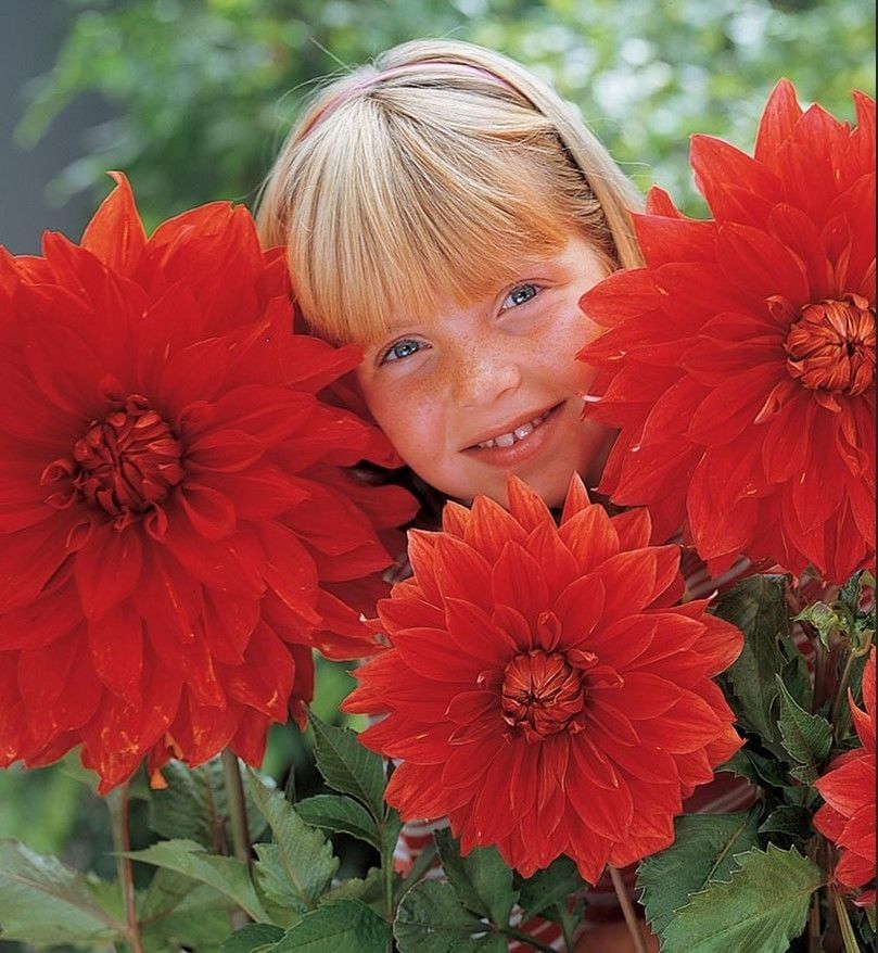 Babylon Red Büyük Çiçekli Dahlia Yumrusu (1 adet)