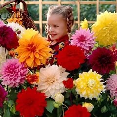 Büyük Çiçekli Karışık Dahlia Yumrusu (5 adet)