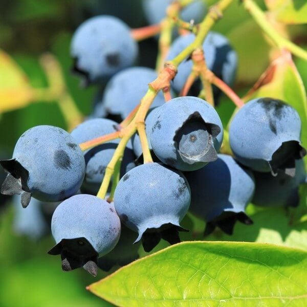 Tüplü Aromalı Blue Jay Yaban Mersini Fidesi 5-15 Cm (10 Adet)