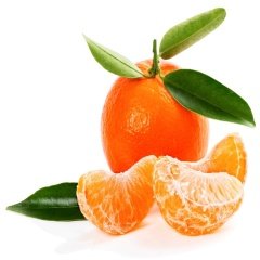 Tüplü Aşılı Aromalı W.Murcot Mandalina Fidanı