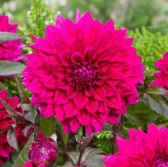 E. Matador Büyük Çiçekli Dahlia Yumrusu (1 adet)