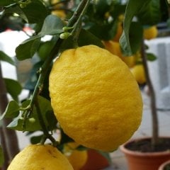 Tüplü Aşılı İthal  Zagara Bianca Limon Fidanı