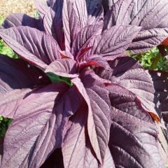 Çimlenmesi Oranı Yüksek Kırmızı Amarant Tohumu (500 gram)