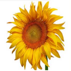 İnegöl Çerezlik Ayçekirdeği Tohumu (1 kg)