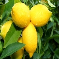 Tüplü Aşılı Bodur Tipte Yüksek Verimli Yediveren Limon Fidanı