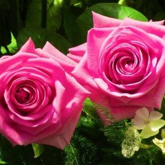 Tüplü Yediveren Sweet Parole Yoğun Kokulu Gül Fidanı