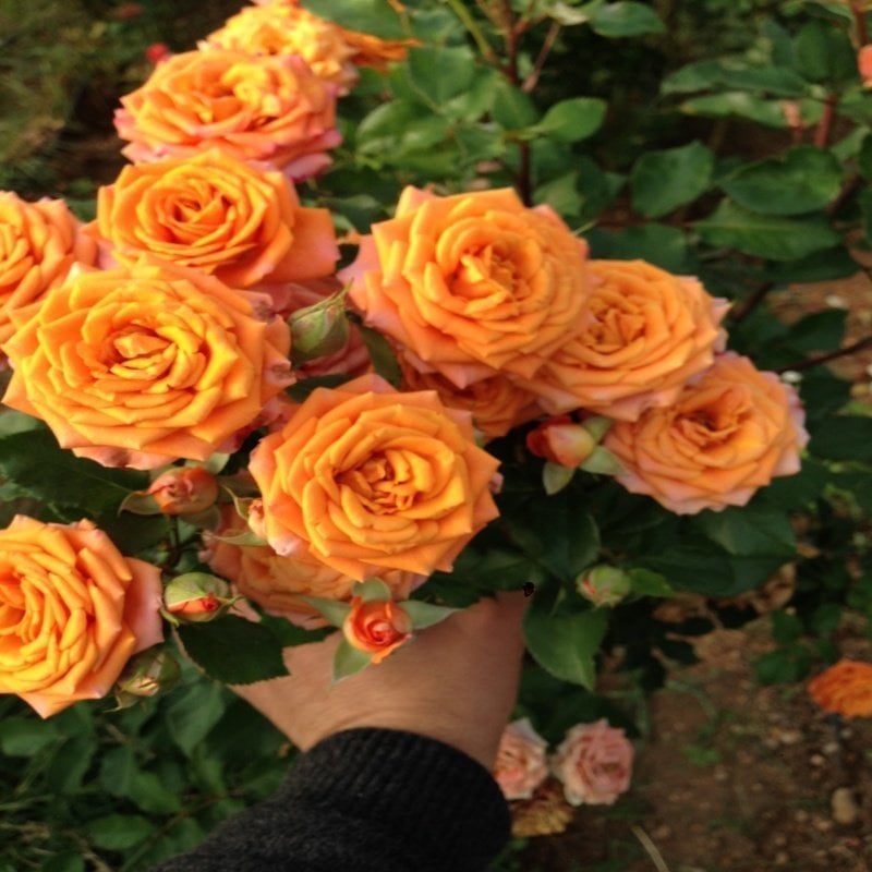 Tüplü Yediveren Kayısı Renginde Aloha Rose Sarmaşık Gül Fidanı
