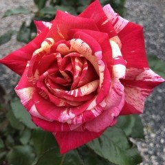 Tüplü Yediveren Kokulu Sultana Gül Fidanı