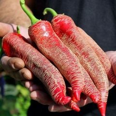 Doğal Geleneksel Çok Acı Arnavut Biber Tohumu (15 Tohum)