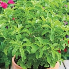 Şeker Otu Stevia Fidesi (10 adet)