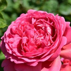 Tüplü Yediveren Florence Nar Çiçeği Gül Fidanı