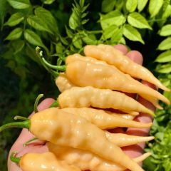 Nadir Doğal Geleneksel Jpgs Long Pheno Acı Biber Tohumu (10 Tohum)