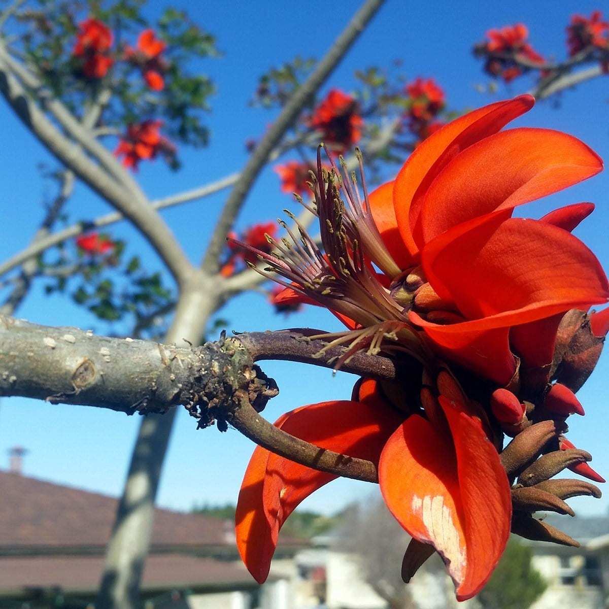 Tüplü Erythrina Caffra Mercan Ağacı Fidanı (30-60 cm)