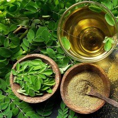 Tüplü Yaşam Ağacı Mucizevi Moringa Ağacı Fidanı (200-280 cm)