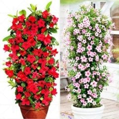 Tüplü Karışık Mandevilla Çiçeği Fidanı 2 Adet (20-40 Cm)